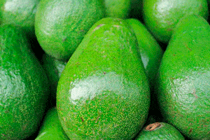 Exportar palta a España.